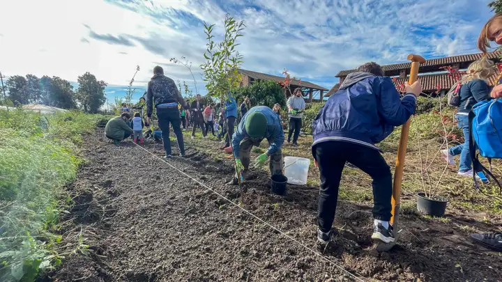 Persone impegnate a piantare alberi