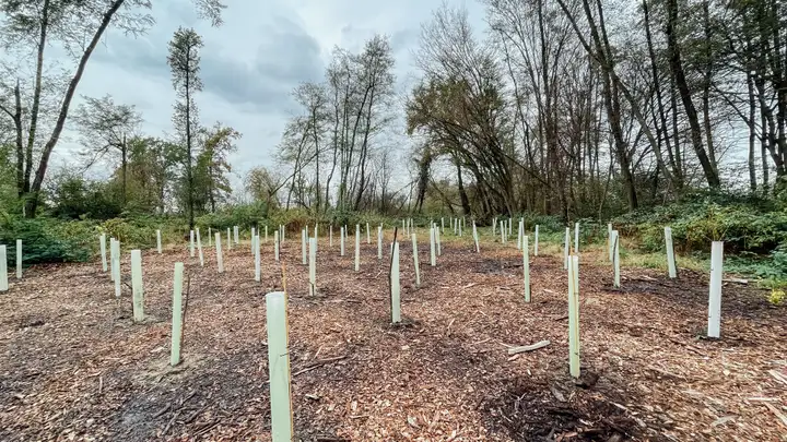 Alberi piantati nel bosco
