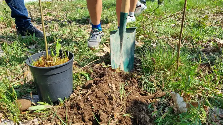 Un giovane albero appena piantato